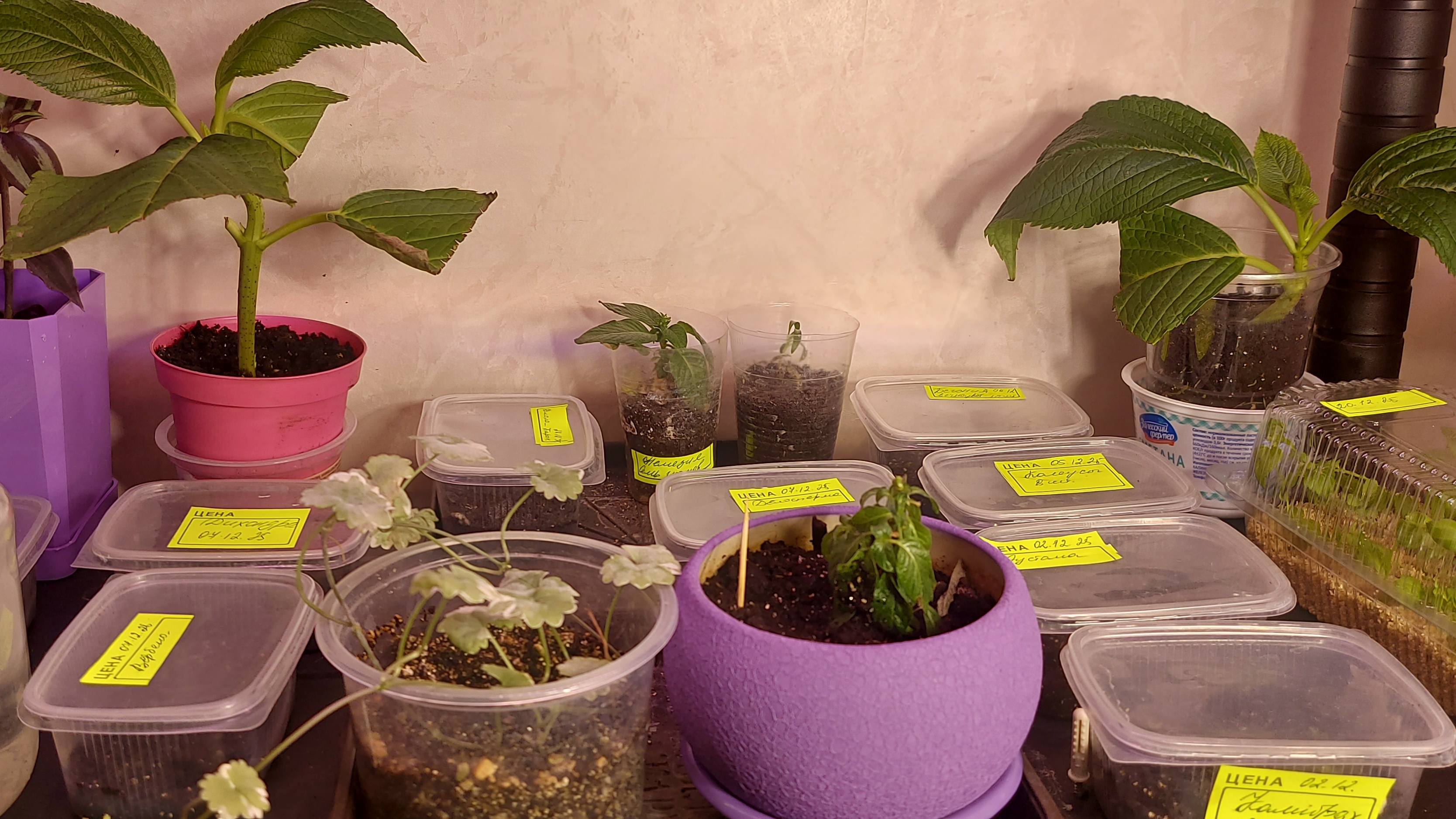 Дела рассадные.Эустома так и не взошла.🌸🤔 смотреть онлайн