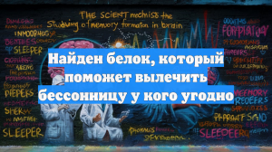 Найден белок, который поможет вылечить бессонницу у кого угодно