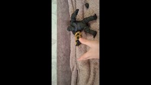 моя новая фигурка в колеекции конг 2024 от хаи