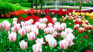 Келиб гулзоримга шайдо этиб кел. Мазза кушиклардан Мамуржон Узоков