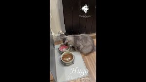Котёнок мейнкун Хьюго