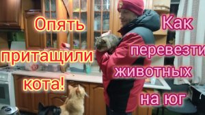 Переезд на ЮГ с животными/Способы перевозки животных на юг/Опять притащили КОТА🫣/Чем кормим котов