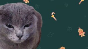 Зелёная кошка прекрати этот цирк....