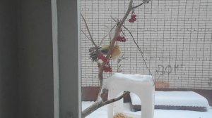 DSCN3746.AVIСиничкина столовая.