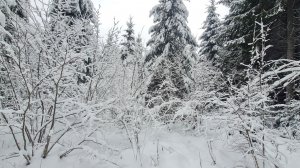 Зимняя сказка в декабре или работа в загоне