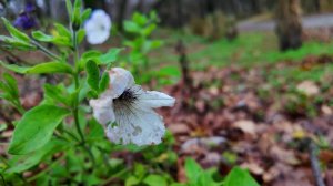 Симфония пения лесных птиц 🎶 • Расслабляющий звуковой ландшафт для глубокого сна