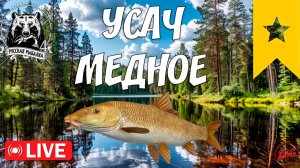 УСАЧ ОБЫКНОВЕННЫЙ ТРОФ - МЕДНОЕ ⭐ РУССКАЯ РЫБАЛКА 4 |  RUSSIAN FISHING 4@Z-B-G