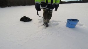 Ловим чёрного окуня на ламбушке.