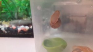 Что нового в аквариуме? Новости по поводу аквариумистики и комнатных растениях