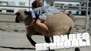 ВИДЕОПРИКОЛЫ \ КРУТЫЕ ПРИКОЛЫ 2025 \ НОВЫЕ ПРИКОЛЫ \ СМЕШНЫЕ ПРИКОЛЫ 2025 ЮМОР