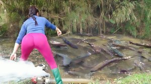 Интересная рыбалка. Девушка использует мощный насос и откачивает воду из пруда. Много рыбы