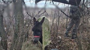 Ослик Жорик, перевозивший снаряды на СВО, поселился в детском зоопарке Москвы.