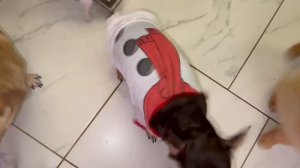 Пока нам электрику чинили, Любаша всех нарядила.