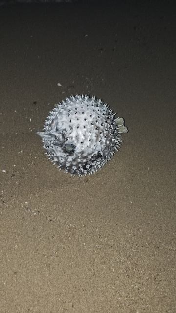 Фугу на пляже Тайланда смотреть онлайн