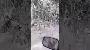вот красота русской зимы лес зима на автомобиле