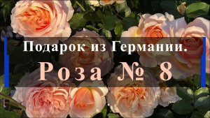 Подарок из Германии. Роза № 8.