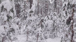 зимний лес прогулка 🤗