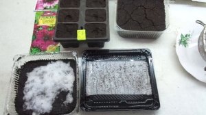 ПЕТУНИЯ. ПОСЕВ СЕМЯН НА ПЕЛЕНКУ. 2022 год.