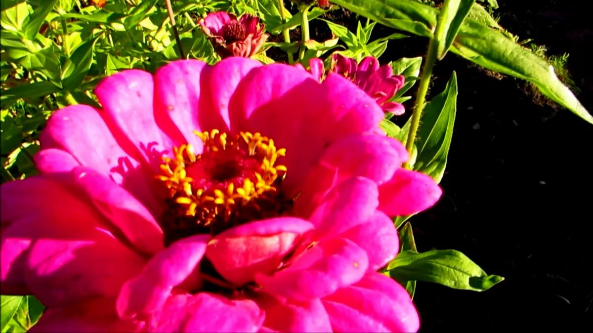 Осенняя циния смотреть онлайн