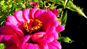 Осенняя циния