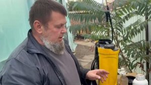 Вкус и цвет томата на осеннем обороте. Делаем томат вкусным и красным