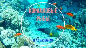 Подводный мир. Коралловые рыбы и их названия.