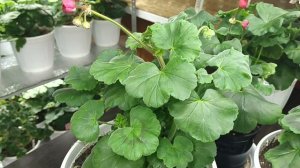 Небольшой обзорчик и с наступающим Новым годом 🎄