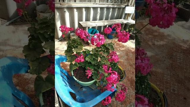 Герань (пеларгония).Секрет красивого цветения