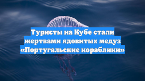 Ядовитые медузы лишили россиян отдыха на кубинском побережье