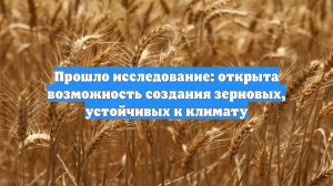 Прошло исследование: открыта возможность создания зерновых, устойчивых к климату