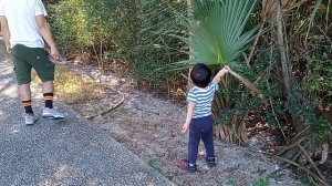 Давид сражается с пальмой