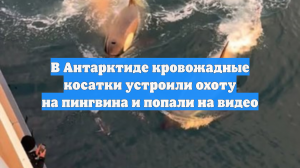 Туристы в ужасе сняли, как три косатки устроили охоту на пингвина в Антарктиде