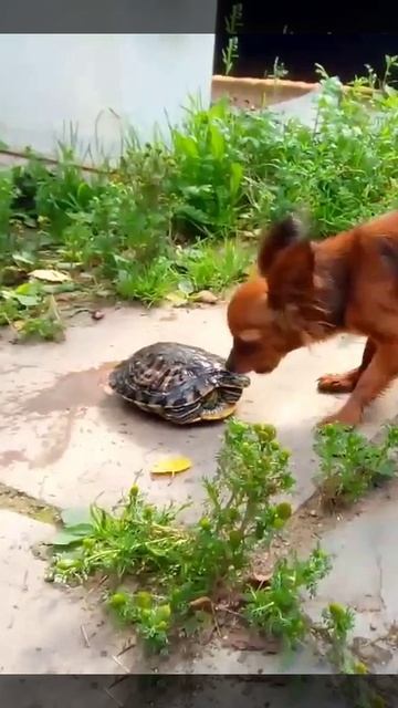 У меня чужой не пройдёт!