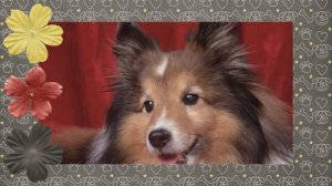 "Жизнь четвероного друга" (автор текста: Игорь Анисимов)