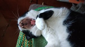 Мой любимец Васька