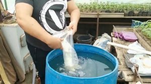 Искусственное старение рассады. Чем хороша эта подкормка