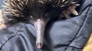 Две ехидны и кускус: в Московский зоопарк приехали обитатели Австралии