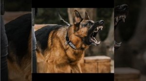 Немецкие овчарки