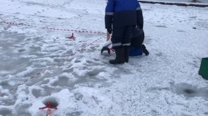 поимка форели на жерлицу