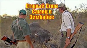 Старый Слон Самец в Зимбабве