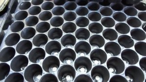 ПЕТУНИЯ.  ГОТОВЛЮ ТАРУ ДЛЯ ПОСЕВА. 2022 год.