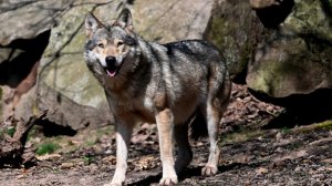 Волк сбежал из вольера в зоопарке в Токио