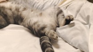 Милота кошечки