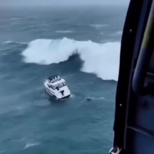 #видео #Милые #животные