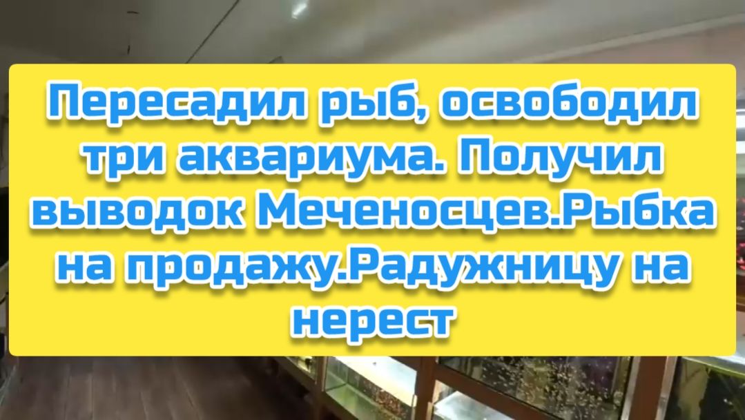 Пересадил рыб, освободил три аквариума. Получил выводок Меченосцев.Рыбка на продажу.Радужницу нерест смотреть онлайн