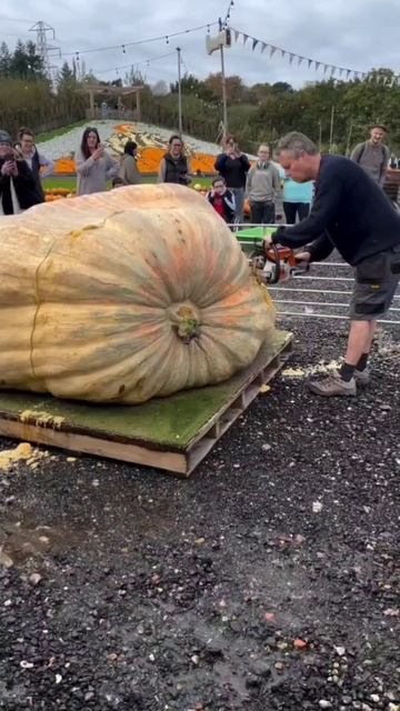 Тыква/сбор семян смотреть онлайн