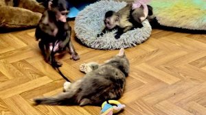 Анфиса оттаскала Лорика за хвост, поиграла в машинки с Фиником и перетягивание каната с Моной!