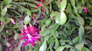 ПОКУПКИ ИЗ ЧИЖИКА 28.12.25.