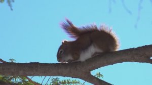 ЛЕЧЕБНАЯ МУЗЫКА ДЛЯ ЗДОРОВЬЯ И СПОКОЙСТВИЯ ...
