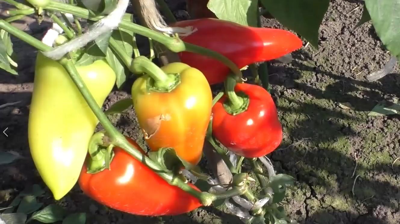 Польза сладкого перца смотреть онлайн